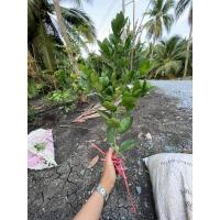 ราคา มะนาวแป้นพวงบ้านแพ้วชุด10กิ่ง (11418580480)