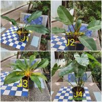 ราคา ต้นเศรษฐีรวยทรัพย์ : ต้นมรกตแดง : ต้นเศรษฐีก้านทอง : ต้นมรกตหยก : ต้นไม้มงคล ต้นไม้ตกแต่งสวน (3337984908)