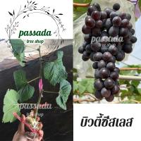 ราคา กิ่งองุ่น ติดตา พันธุ์บิวตี้ซีสเลส (8639030635)