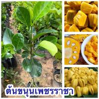 ราคา ต้นขนุนเพชรราชา แบบทาบกิ่ง 1ต้น119บาท (41659391897)