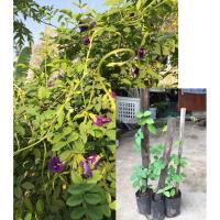 ราคา ต้นกล้าต้นดอกอัญชัญ เพาะเมล็ด (13144593435)