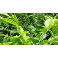 ราคา ต้นพันธุ์ บ่าเหม้า หมากเม่า มะเม่า พร้อมปลูก 39 บาท ใช้ทำ ต้มเห็ดเผาะ เห็ดถอบ ยอดใบมะเม่า แกงเห็ดถอบ (27225712803)