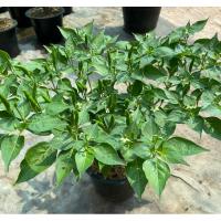 ราคา ต้นพริกขี้หนูสวน (โคตรเผ็ด) ปลูกใส่กระถาง 8 นิ้ว (ส่งให้ทั้งกระถาง) #ต้นพริกขี้หนู (28772686331)