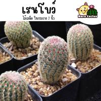 ราคา [จัดส่งทั้งกระถาง] เรนโบว์ ไม้เมล็ด ในกระถาง 2 นิ้ว แคคตัส กระบองเพชร cactus (19186707229)