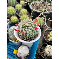 ราคา แมมมิลลาเรีย เมล็ดแมมหนามพิกุล เมล็ดกระบองเพชร Mammillaria mammillaris (20044343988)