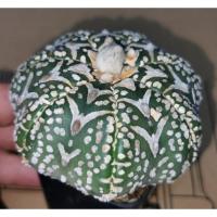 ราคา แอสโตร​ไฟตั้ม​ 11/11/2024​ #แคสตัส castus​ astrophytum แอสโตร แอสโตร​ไ​ฟตั้​ม แอสโตรไฟตัม กระบองเพชร​ (28117627467)