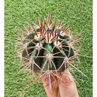 ราคา พร้อมส่งแคคตัสเมโลหนามปุยสวย Melocactus levitestatus ไม้เมล็ด ต้นใหญ่ (29711804951)