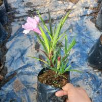 ราคา ต้นต้อยติ่ง ฟ้าประทาน สีชมพูสีขาว แบบถุง (10803467418)