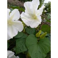 ราคา ต้นพันธุ์ ชมจันทร์ ดอกชมจันทร์ ถุงดำ 29 บาท พร้อมปลูก ชมจันทร์ หรือ ดอกพระจันทร์ Moonflower (29636708372)