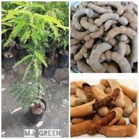 ราคา มะขามหวาน มะขามหวานสีทอง ต้นทาบกิ่งพร้อมปลูก ติดผล ใน 1-2 ปี รสชาติดี ปลูกได้ทุกสภาพพื้นที่ (13752559073)