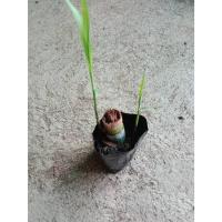 ราคา ต้นพันธุ์ อ้อย อ้อยสำหรับคั้นน้ำ พร้อมปลูก ถุงดำ29 บาทอ้อยขาว อ้อยสุพรรณ อ้อยสำหรับเลี้ยง ด้วงกว่าง อ้อยหวานอร่อย (45453354508)