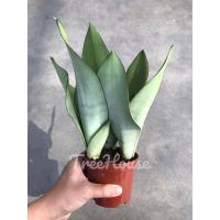 ราคา ลิ้นมังกรมูนไชน์ 3 ต้นในหนึ่งกระถาง คุ้มมาก ขนาดกระถาง 5 นิ้ว (3370005325)