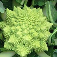 ราคา โรมาเนสโก้ บร็อคโคลี่ (romanesco broccoli) (เป็นเมล็ดพันธุ์ ไม่ใช่ต้นพืช) (43373285902)