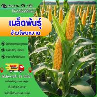 ราคา 35 เมล็ด เมล็ดพันธุ์ข้าวโพด ข้าวโพดหวาน เมล็ดข้าวโพดหวาน หวานสวีท เมล็ดข้าวโพด เมล็ดใหญ่ เต็มฝัก (26892038395)