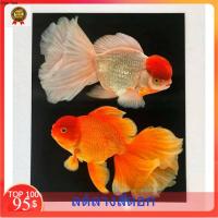 ราคา รูปภาพมงคลเสริมฮวงจุ้ย ภาพแต่งบ้าน รูปภาพติดผนัง ภาพปลาเงินปลาทองคู่นำโชค ขนาดภาพ 16x20 นิ้ว หรือ ( 41 cm. x 51 cm. ) (6743044150)
