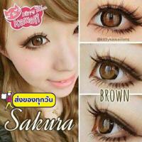 ราคา Kitty Kawaii Sakura ๑ gray brown black Contactlens คอนแทคเลนส์ (5114471655)