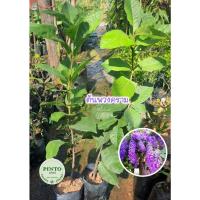 ราคา ต้นพวงคราม ออสเตรเลีย(ดอกสีม่วง) 79 บาท (16506949369)