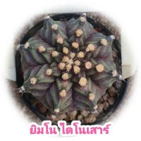 ราคา ยิมโนคาไลเซียม ทีเร็กซ์ (Gymnocalycium T-Rex) แคคตัส (23672776494)
