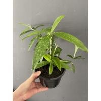 ราคา ไม้แหย่แย้ ไม้มงคล ต้นแหย่แย้ ของแท้ ปลูกเองหรือเป็นของขวัญให้แฟน (16624184546)