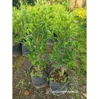 ราคา ต้นไทรเกาหลี ต้นสูง 80-90 ซม. (20987512643)