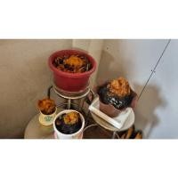 ราคา ว่านลูกไก่ทองเสริมโชค (17705510771)