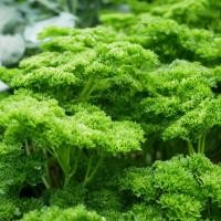 ราคา พาสเลย์อิตาเลี่ยนใบใหญ่ 100เมล็ด Curled Parsley Seeds งอกสูงแท้100% นำเข้าจากต่างประเทศ ราคาถูก ดี งอกสูง (45501641947)
