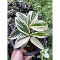 ราคา เอื้องหมายนาด่าง กระถาง8 นิ้ว (12907731317)