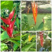 ราคา เฮลิโคเนียหลายสายพันธุ์ (13047386385)