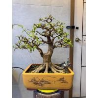 ราคา ต้นไม้บอนไซ โมกมาเล ต้นจริงตามรูป กระถางจีน (49301980792)