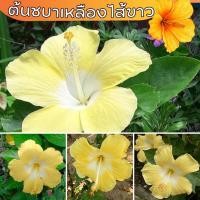 ราคา ราคาถูก ต้นชบาเหลืองดอกใหญ่ ไส้ขาว ต้นชบาแฟนซี ดอกดก ชบาเหลือง ปลูกง่าย (23225531842)