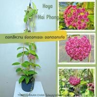 ราคา Hoya Hai phong ต้นโฮย่า ต้นไม้ดอกสีหวาน ต้นไม้แขวนประดับ ส่งต้นติดดอก (23341307580)