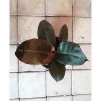 ราคา ต้นกุมารดำเรียกทรัพย์ ฟิโลแบล็คคาดินัล ฟิโลเดนดรอนแบล็คคาดินัล philodendron black cardinal (17813127407)