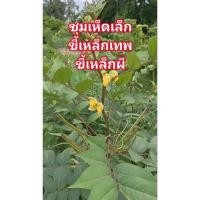 ราคา เมล็ดพันธุ์ขี้เหล็กเทศบรรจุ 50 เมล็ด (26432813648)