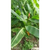 ราคา หน่อกล้วยบัวส้มกล้วยประดับกล้วยมงคล (9671299055)