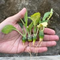 ราคา มะพร้าวทะเลทราย (Dorstenia) (6452450847)