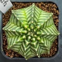 ราคา ❤️❤️มีส่งด่วน❤️❤️ยิมโน โคลน ขนมชั้น/Cactus /Gymno/Gymnocalycium/แคคตัส/ยิมโนด่าง/ไม้ชำหน่อ​ (25497511369)