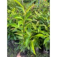 ราคา ต้นชมพู่น้ำดอกไม้ เพาะเมล็ด (18685181497)