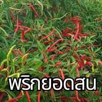 ราคา พริกยอดสนถูกที่สุด9บ.เมล็ดพันธุ์ พริกยอดสน 30 เมล็ด ปลูกง่าย ☘️พุ่มใหญ่เผ็ดจี้ด!! (57552936635)