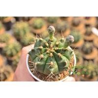 ราคา แคคตัส​ ยิมโนเชื้อด่าง​ Gymnocalycium (8616439863)
