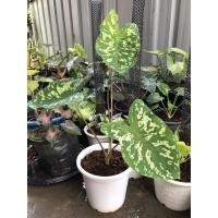 ราคา บอนเสือพราน Alocasia Hilo Beauty (13207461123)