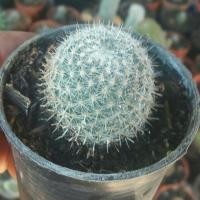 ราคา ต้นกระบองเพชร แคคตัส ยิมโน เข็มเงิน (4301204886)