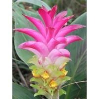 ราคา ว่านมหาเมฆ หรือขิงดำ หัวละ พร่อมปลูกในถุงดำ39 บาท (16798964354)