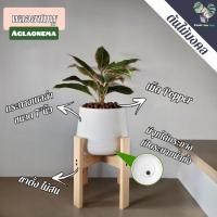 ราคา พลอยชมพู/แสงเพชรแสงพลอย "Aglaonema" พร้อมกระถางเบลล่า7"นิ้ว+เม็ดPopper+ขาตั้งไม้สน (8390006911)
