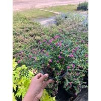 ราคา ต้นหลิวไต้หวัน หรือหลิวแคระ พร้อมกระถาง "8"นิ้ว ไม้ทนแดด ชอบแดด เป็นไม้ตายยาก เลี้ยงง่าย ❗ทุกกระถางมีดอกทุกต้น (29280256011)