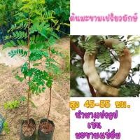 ราคา มะขาม เปรี้ยวยักษ์ สูง45-55 ซม. นิยมแปรรูปเป็นมะขามดอง มะขามกวน (22654641221)