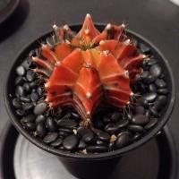 ราคา ยิมโนด่าง แดงแกมดำ ดุดันทรงพลัง ในกระถางปากแตร 4 นิ้ว (28639523710)