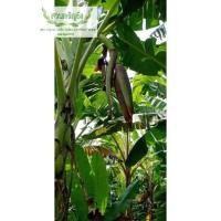 ราคา กล้วย​ขนุน​+กล้วย​สายน้ำผึ้ง (20123325566)