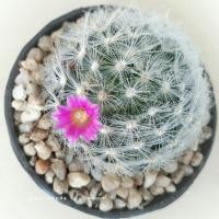 ราคา Cactus / M. schiedeana / แมมหนามพิกุล ดอกชมพู (154915424)