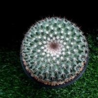 ราคา แมมนกฮูก (Mammillaria perbella) (3836782828)