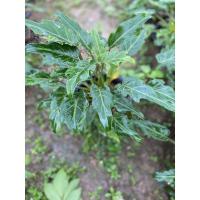 ราคา ฟิโลเดนดรอน หรือซานาดู (3935097505)